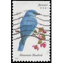 #4883 Songbirds-Mountain Bluebird Booklet Single 2014 Used