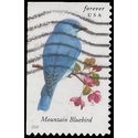 #4883 Songbirds-Mountain Bluebird Booklet Single 2014 Used