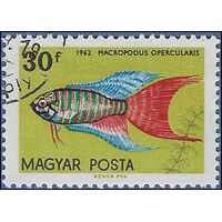 Hungary #1438 1962 CTO