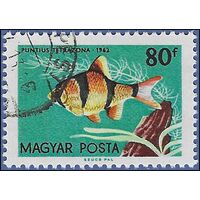 Hungary #1441 1962 CTO