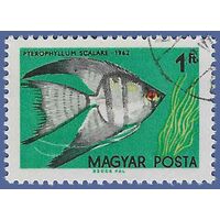 Hungary #1442 1962 CTO