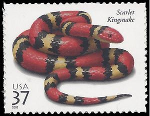 #3814 37c Reptiles and Amphibians Scarlet Kingsnake  2003 Mint NH