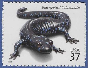 #3815 37c Reptiles and Amphibians Blue-spotted Salamander 2003 Mint NH
