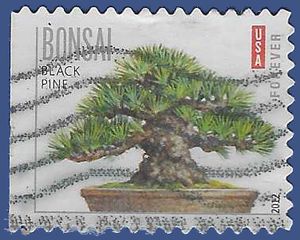 #4619 (45c Forever) Black Pine Bonsai Tree 2012 Used