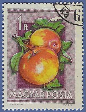 Hungary #1092 1954 CTO
