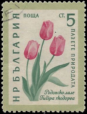 Bulgaria #1108 1960 CTO