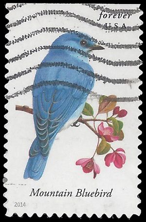 #4883 Songbirds-Mountain Bluebird Booklet Single 2014 Used
