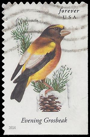 #4887 Songbirds Evening Grosbeak Booklet Single 2014 Used