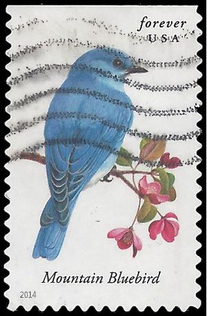 #4883 Songbirds-Mountain Bluebird Booklet Single 2014 Used