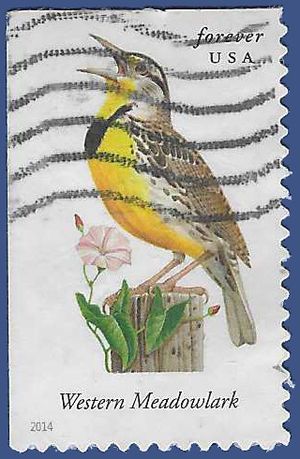 #4882 Songbirds-Western Meadowlark Booklet Single 2014 Used