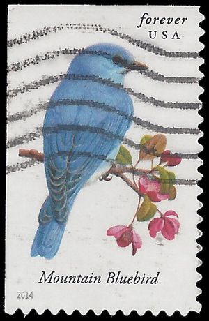 #4883 Songbirds-Mountain Bluebird Booklet Single 2014 Used