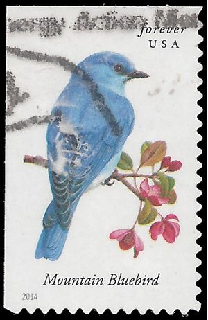 #4883 Songbirds-Mountain Bluebird Booklet Single 2014 Used