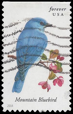 #4883 Songbirds-Mountain Bluebird Booklet Single 2014 Used