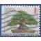 #4619 (45c Forever) Black Pine Bonsai Tree 2012 Used