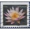 #4964 (49c Forever) Pale Pink Water Lily Booklet Single 2015 Used