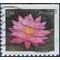 #4965 (49c Forever) Red Water Lily Booklet Single 2015 Used