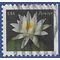 #4967 (49c Forever) White Water Lily Booklet Single 2015 Used
